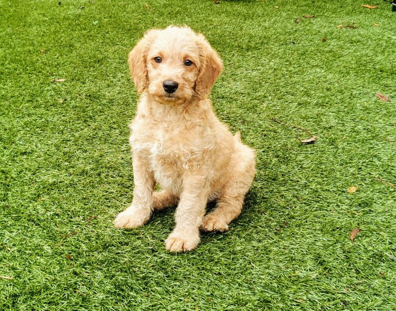 A photo of Paddy, Carolyn Quainton's dog at Understood