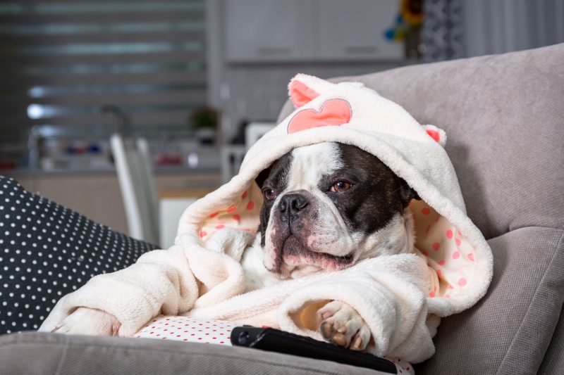 A dog reclining on a sofa in comfy lounge wear with a television remote control
