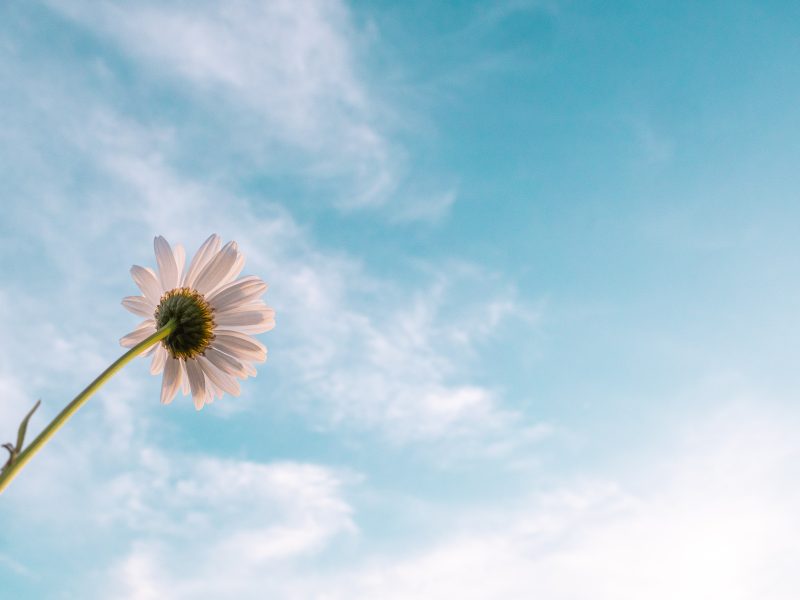 White flower taken from below with a blue sky and clouds above